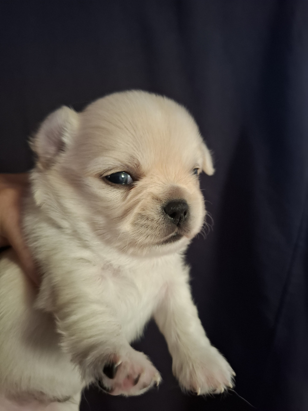 Des Anges Du Clos Leger - Chiots disponibles - Chihuahua