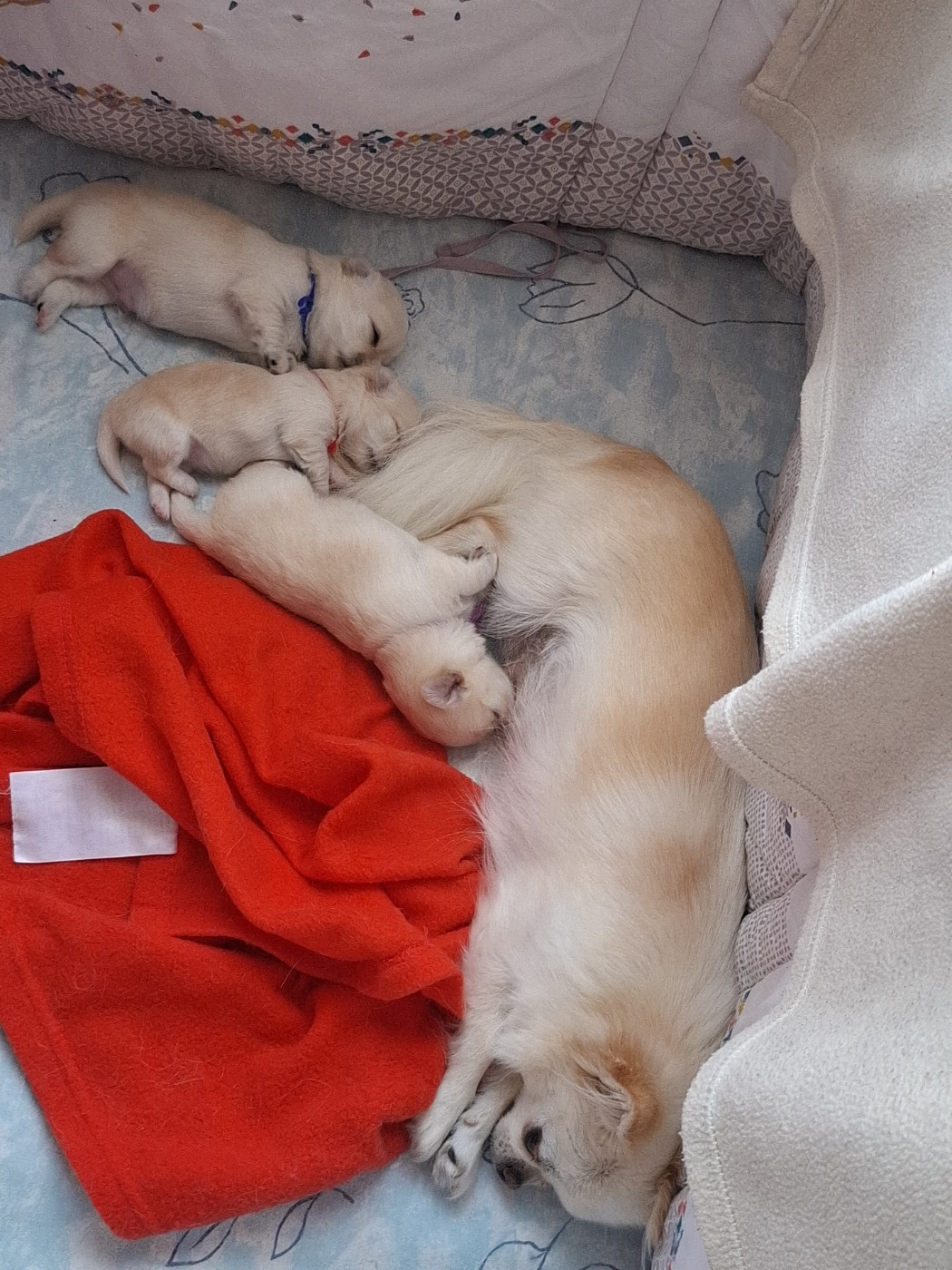 Chiot Chihuahua Des Anges Du Clos Leger