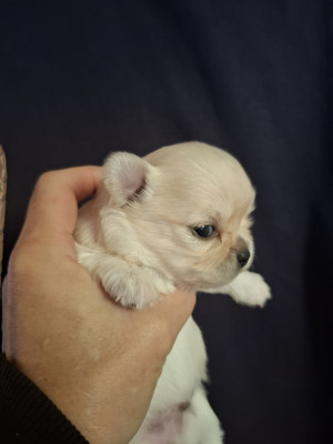 Chiot N°2