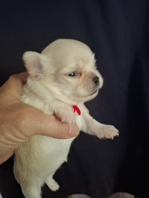 Chiot N°3