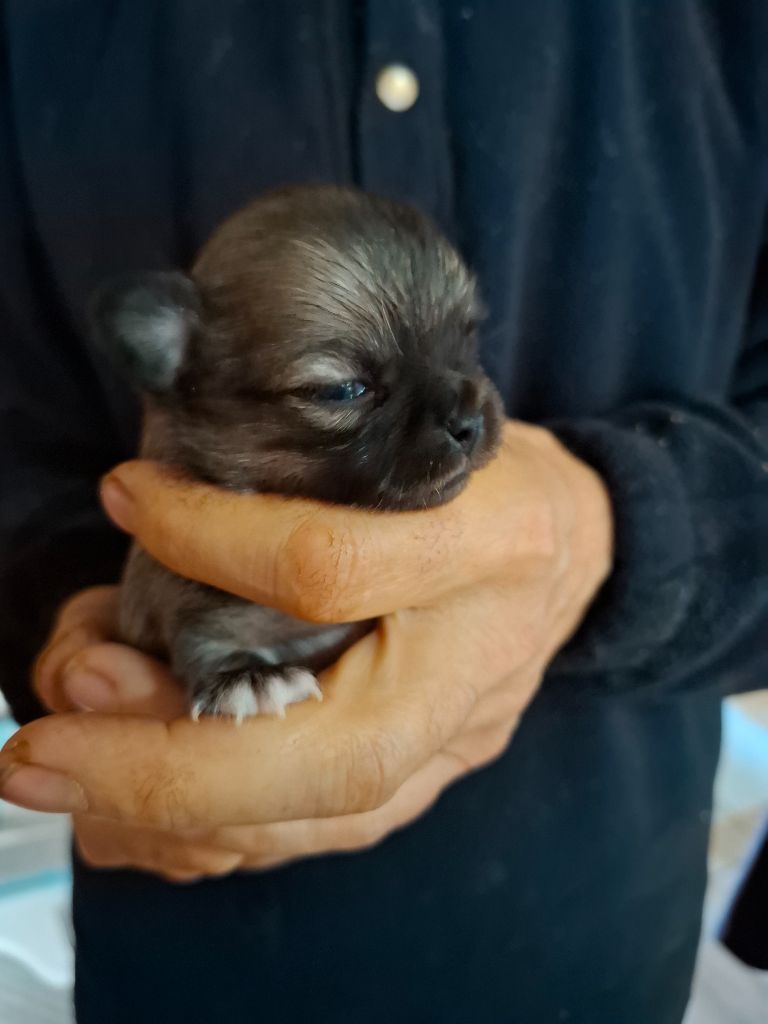 Des Anges Du Clos Leger - Chiots disponibles - Chihuahua