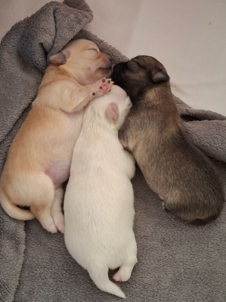 Chiot Chihuahua Des Anges Du Clos Leger